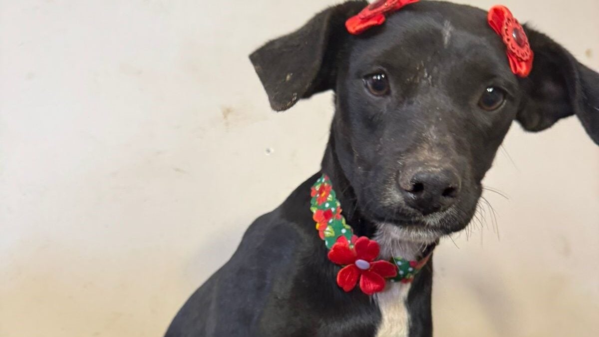 Evento terá 30 cães para adoção em Goiânia neste sábado