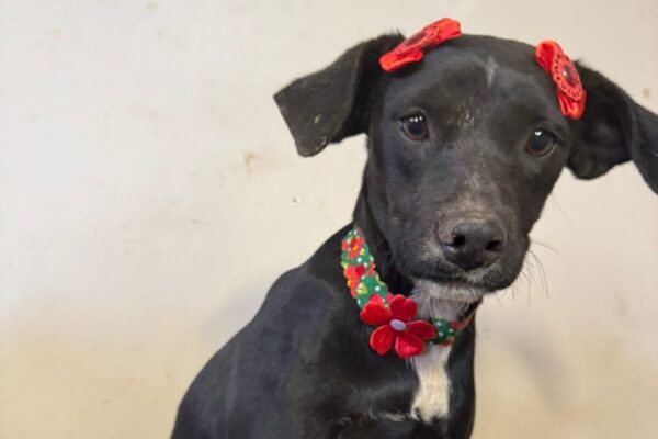 Evento terá 30 cães para adoção em Goiânia neste sábado