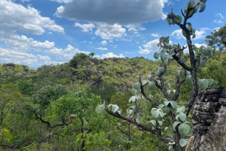 Estudo inédito vai apontar espécies de plantas sob risco de extinção em Goiás (Foto: Divulgação)