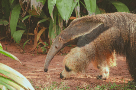 Imagem de tamanduá bandeira