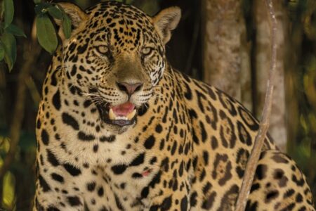 Imagem mostra onça-pintada na natureza