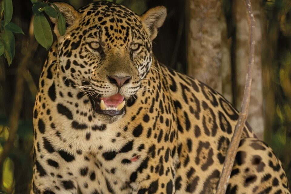 Imagem mostra onça-pintada na natureza