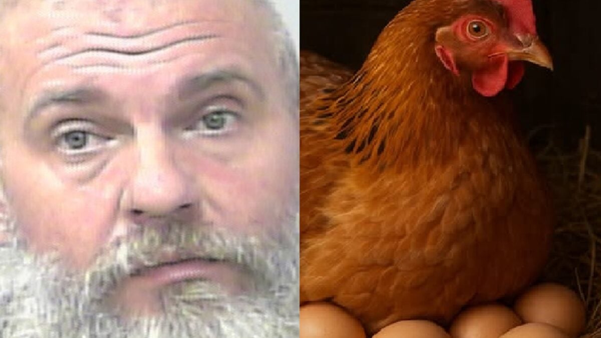 Vídeo: Homem atira em trio após briga sobre quantos ovos uma galinha pode botar Polícia informou que todos os envolvidos estavam embriagados