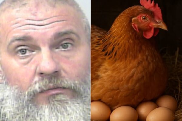 Vídeo: Homem atira em trio após briga sobre quantos ovos uma galinha pode botar Polícia informou que todos os envolvidos estavam embriagados