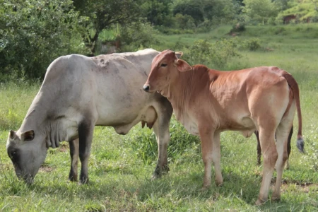 CNJ vê suspeita em compras de bois e abre processos contra desembargadores de MS (Foto: Pixabay)