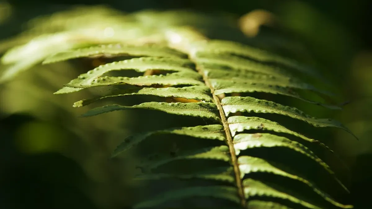 Terras raras: cientistas descobrem mineral valioso dentro de planta na China (Foto: Pixabay)