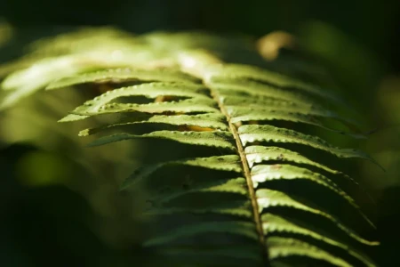 Terras raras: cientistas descobrem mineral valioso dentro de planta na China (Foto: Pixabay)