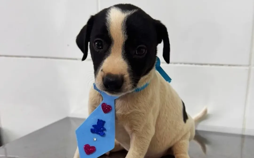 Evento reúne 30 cães e gatos para adoção em Aparecida de Goiânia neste sábado