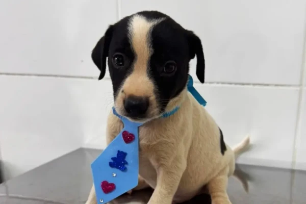 Evento reúne 30 cães e gatos para adoção em Aparecida de Goiânia neste sábado