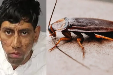 caso aconteceu no Novo México (EUA) Acusado de homicídios alega que uma barata o convenceu a cometer o crime por mensagens 'criptografadas'