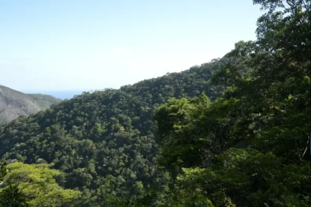 Maioria dos brasileiros pensa que meio ambiente pesará na eleição, diz pesquisa (Foto: Agência Brasil)