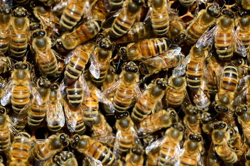 honey-bee-water-buckfast-59829