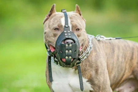 Em Goiânia, projeto parecido já passou pela Câmara É obrigatória a focinheira para cães de grande porte em Anápolis?