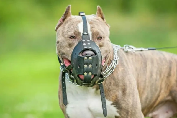 Em Goiânia, projeto parecido já passou pela Câmara É obrigatória a focinheira para cães de grande porte em Anápolis?