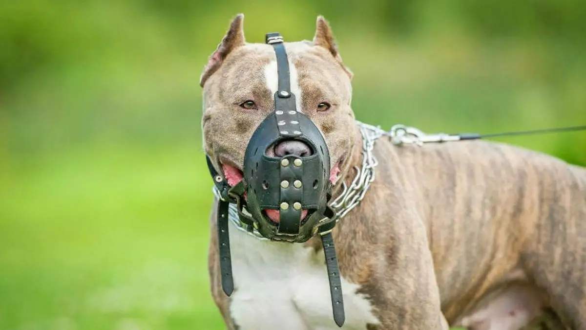 Em Goiânia, projeto parecido já passou pela Câmara É obrigatória a focinheira para cães de grande porte em Anápolis?