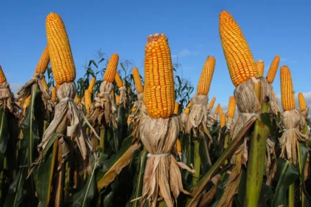 Uso de milho para etanol em Goiás deve crescer mais de 266% em menos de uma década