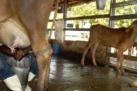 Leite importado entra no Brasil 23% mais barato que o preço pago ao produtor goiano