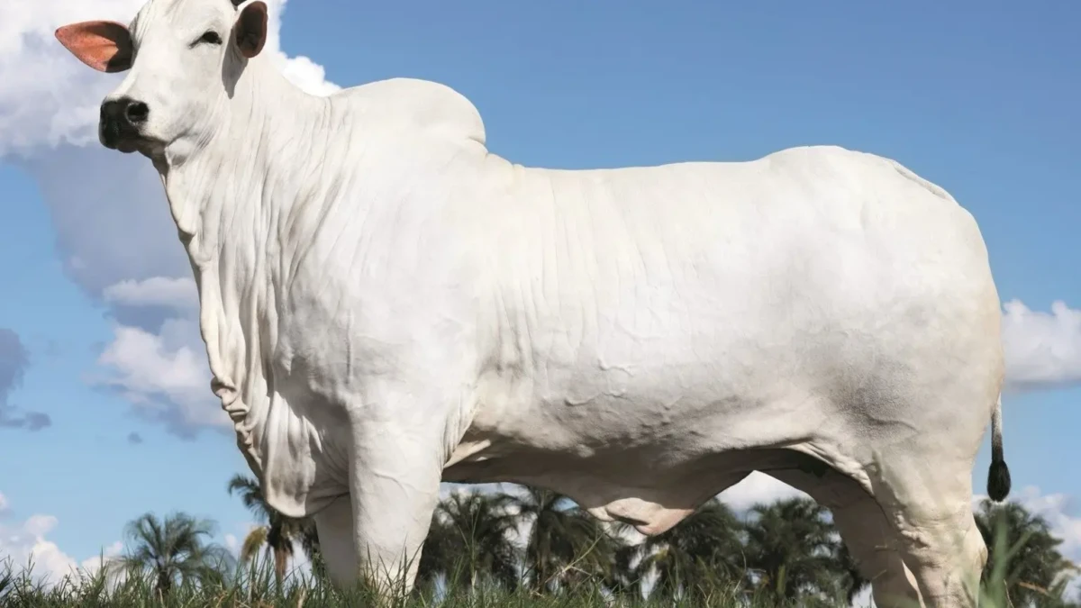 Vaca Nelore comprada por cantor sertanejo quebra recorde mundial de preço; veja o valor Donna Fiv Ciav direitos adquiridos por famoso