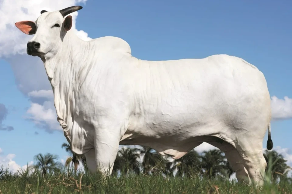 Vaca Nelore comprada por cantor sertanejo quebra recorde mundial de preço; veja o valor Donna Fiv Ciav direitos adquiridos por famoso
