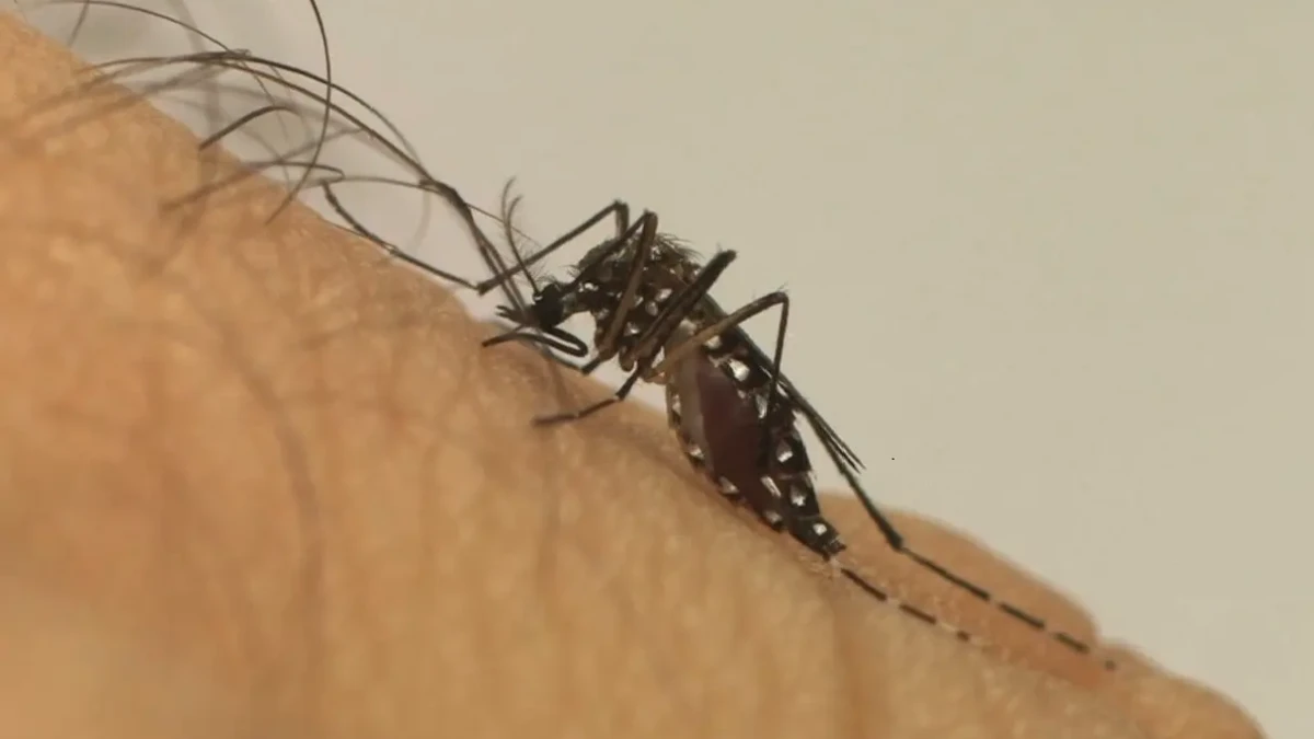 Imagem mostra mosquito transmissor da doença