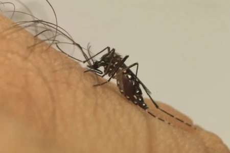 Imagem mostra mosquito transmissor da doença