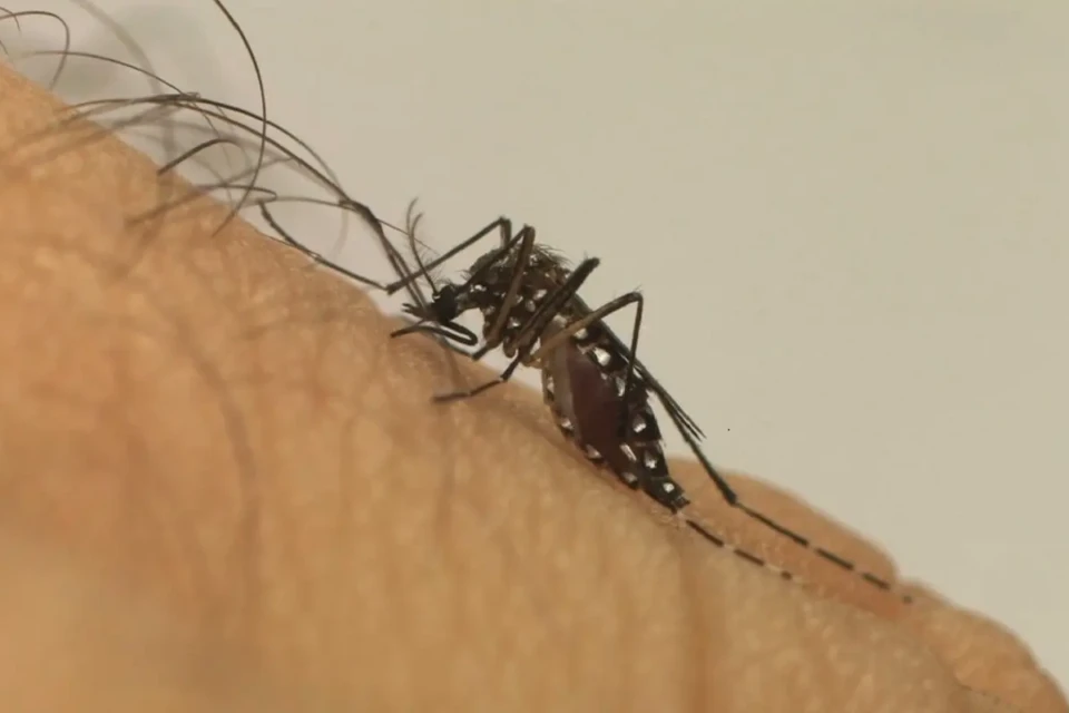 Imagem mostra mosquito transmissor da doença