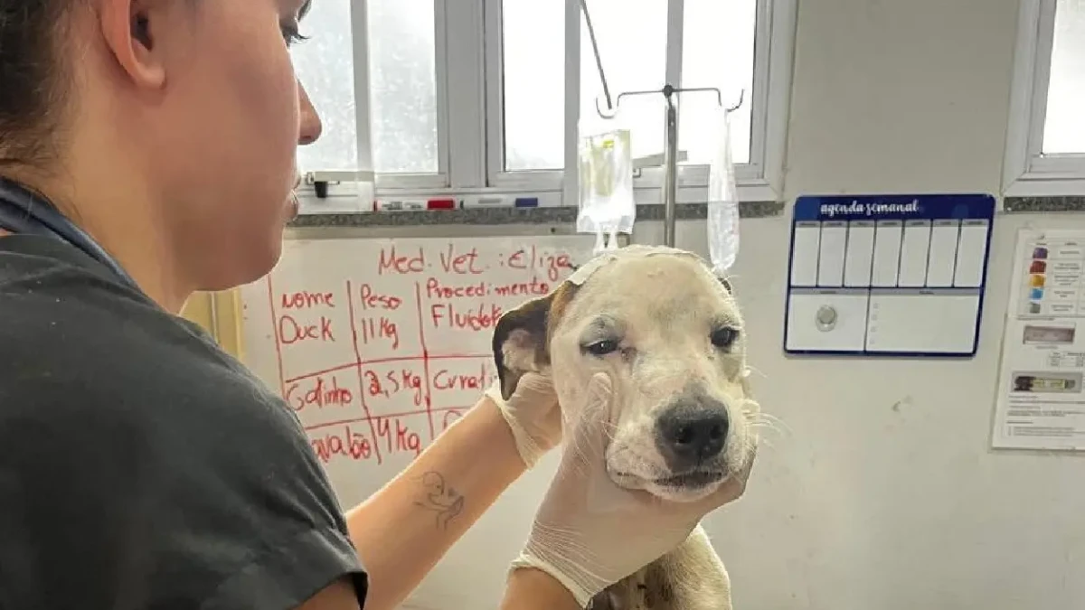 Animal recebe atendimento na UPAVet de Goiânia