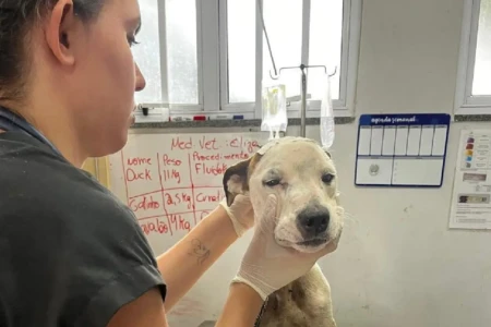 Animal recebe atendimento na UPAVet de Goiânia