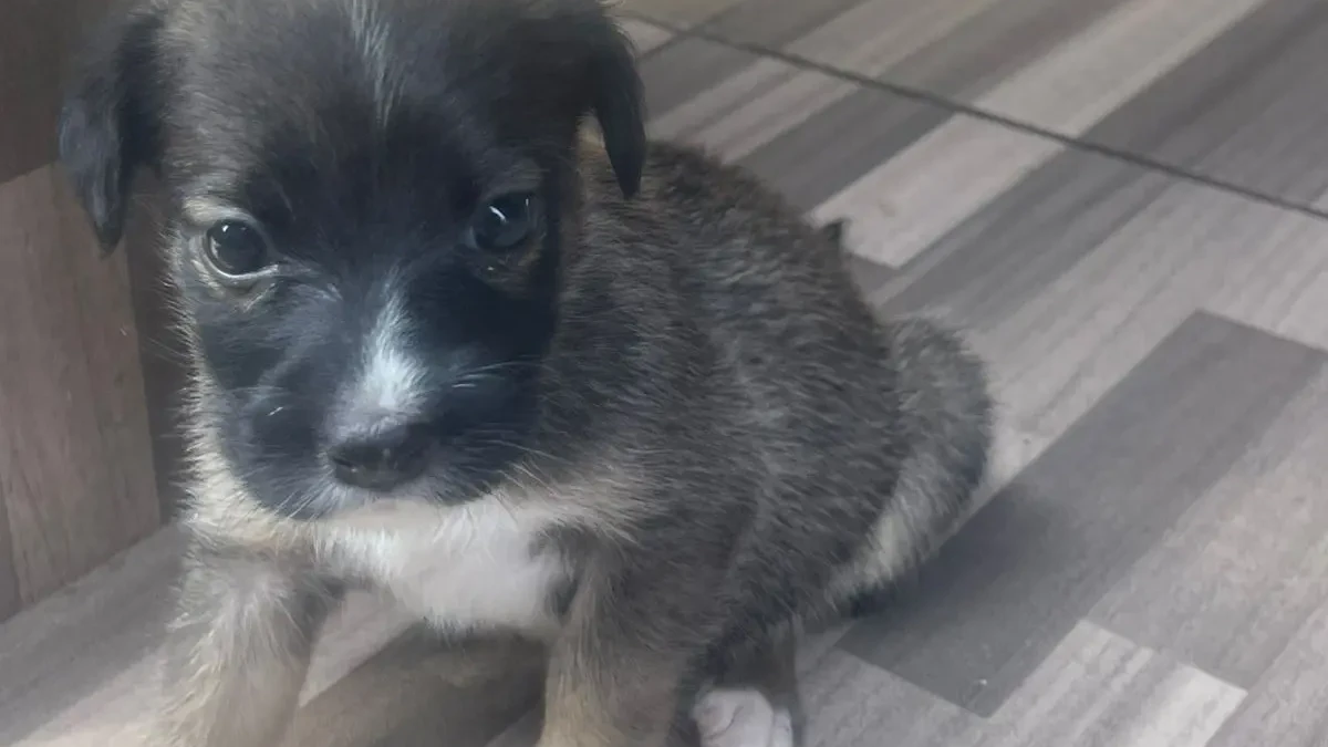 Evento reúne 38 animais para adoção neste sábado em Goiânia