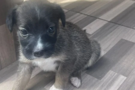 Evento reúne 38 animais para adoção neste sábado em Goiânia