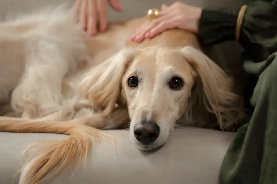 Imagem representativa de uma mulher com seu cachorro no sofá