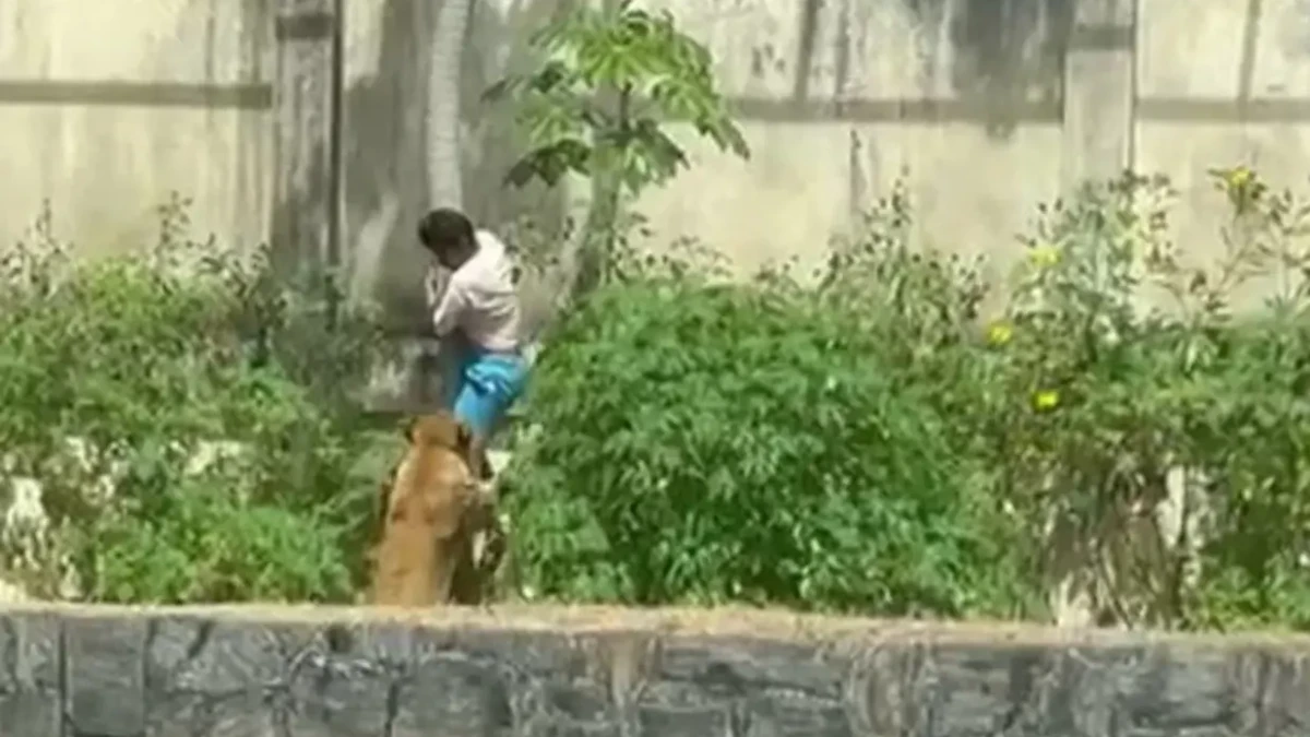 Gerson de Melo tinha o sonho de domar felinos Corpo do homem morto por leoa em zoológico de João Pessoa é sepultado; animal sacrificado vídeo