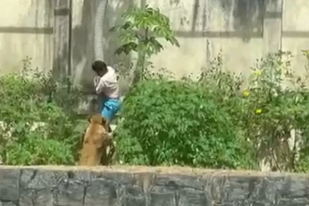 Gerson de Melo tinha o sonho de domar felinos Corpo do homem morto por leoa em zoológico de João Pessoa é sepultado; animal sacrificado vídeo