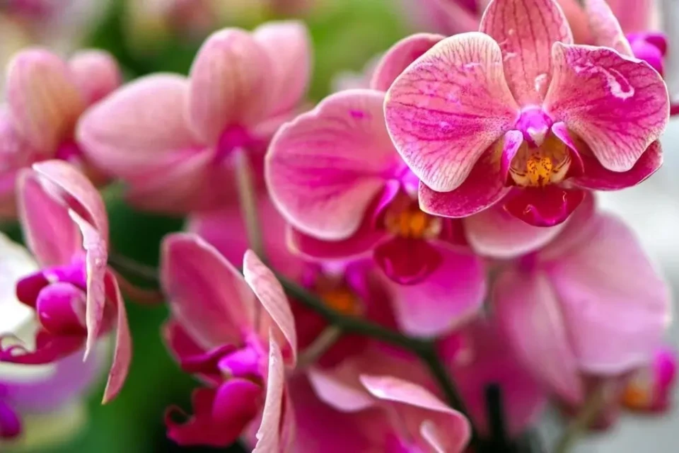 Trindade recebe 1ª Feira de Orquídeas com troca de mudas e curso; veja programação Evento acontece nos dias 5, 6 e 7 de dezembro