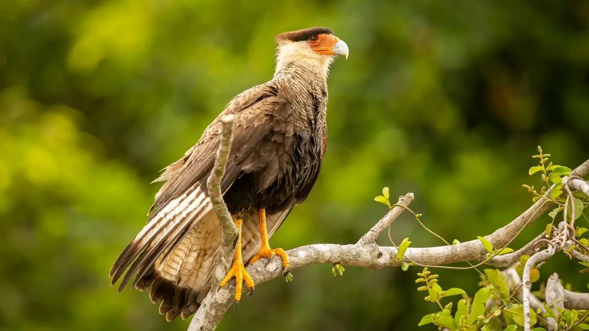 Carcará (Foto: Ilustrativa/Freepik)