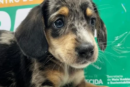 Última edição do ano da Feira de Adoção Responsável de Animais em Aparecida acontece neste sábado