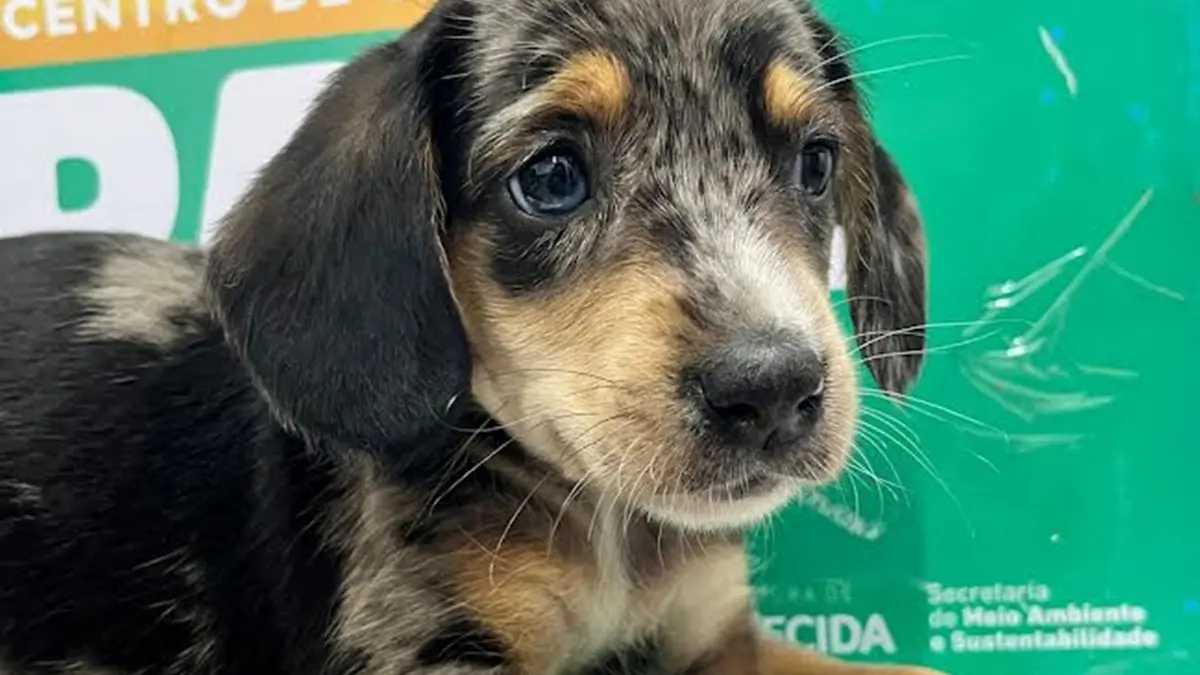 Última edição do ano da Feira de Adoção Responsável de Animais em Aparecida acontece neste sábado