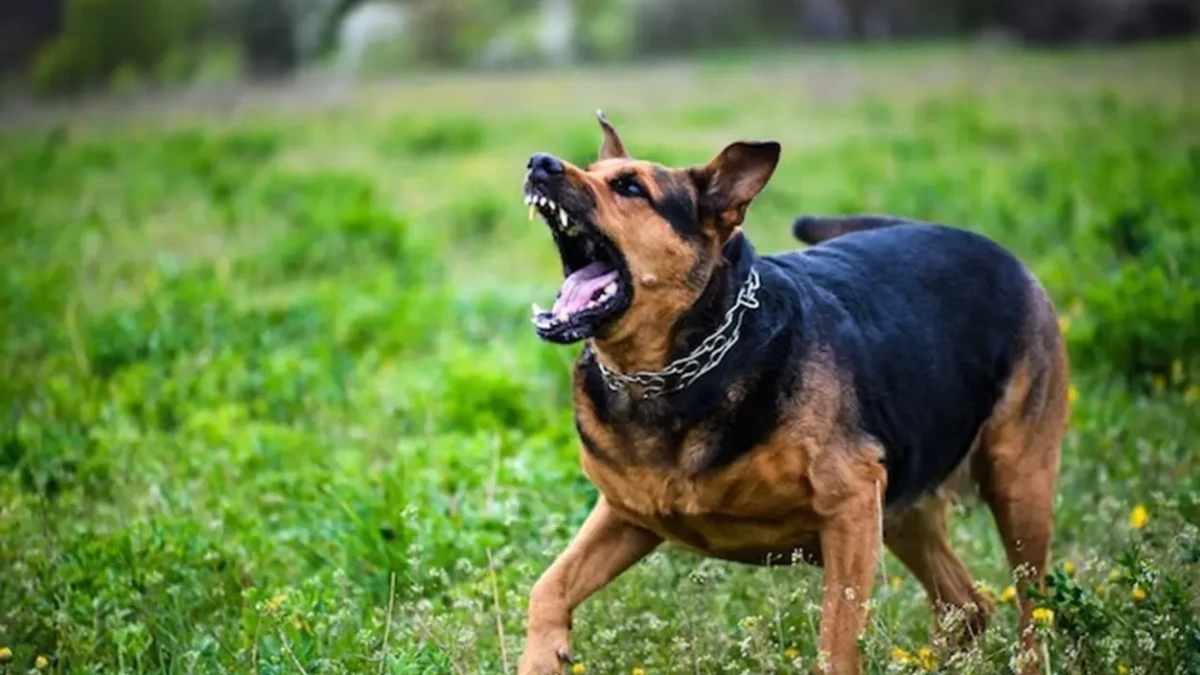 A raça do cachorro não foi informada Cão foge de casa e ataca vítima em Rio Verde; tutor é autuado por omissão na guarda