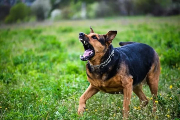 A raça do cachorro não foi informada Cão foge de casa e ataca vítima em Rio Verde; tutor é autuado por omissão na guarda