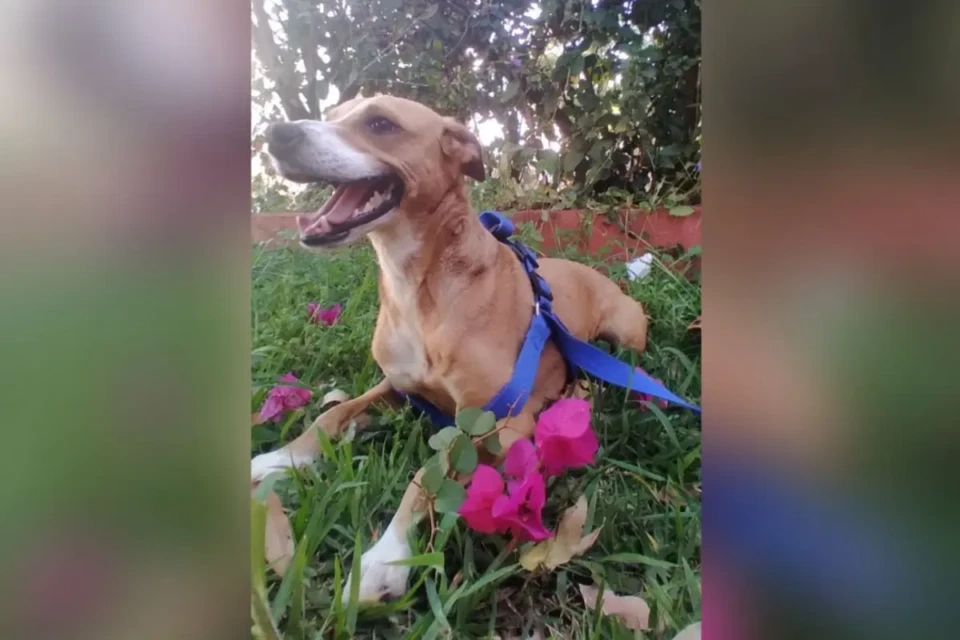 Cadela