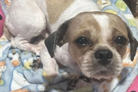 Cachorro abandonado em Rio Verde estava preso em local insalubre em meio a fezes e urina