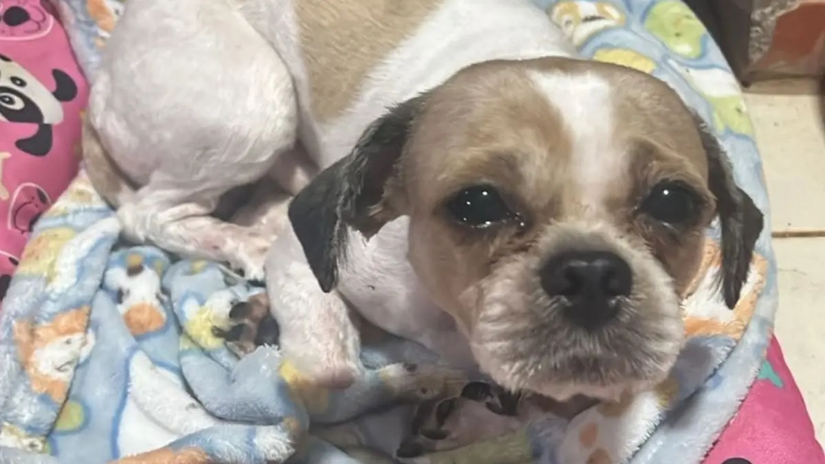 Cachorro abandonado em Rio Verde estava preso em local insalubre em meio a fezes e urina