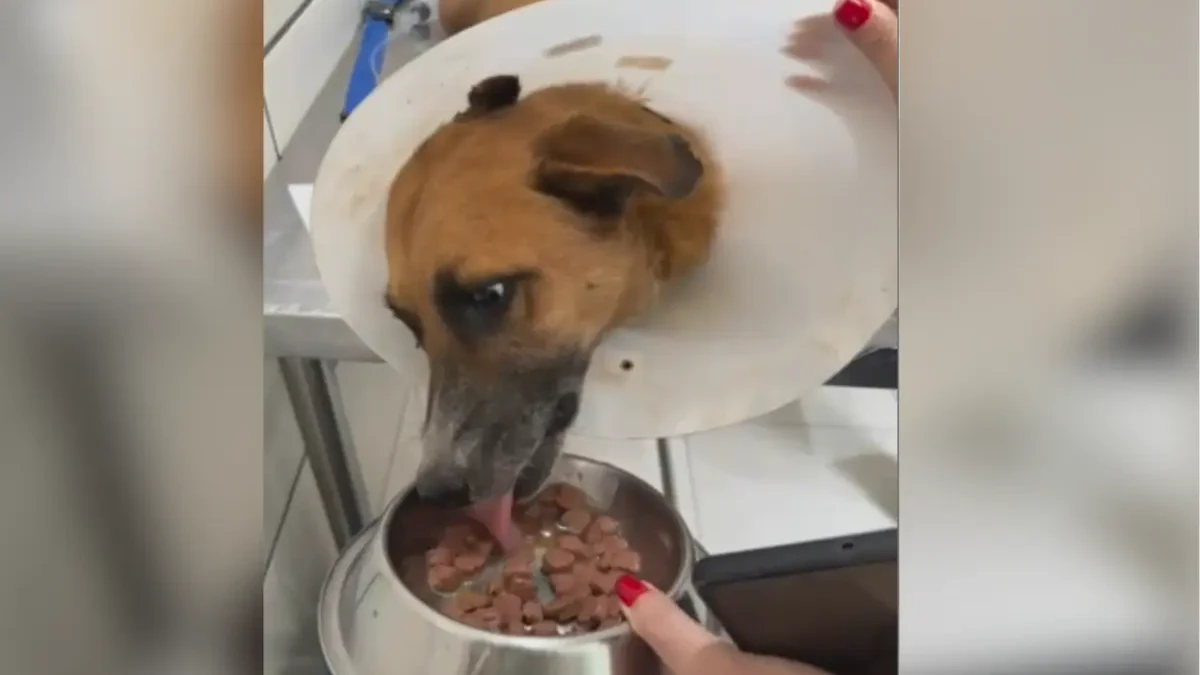 Bartô: cão resgatado no lixão de Goiânia é adestrado pela PM e estará em feira de adoção (Foto: Reprodução)