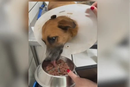 Bartô: cão resgatado no lixão de Goiânia é adestrado pela PM e estará em feira de adoção (Foto: Reprodução)