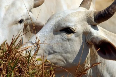 Bois exportados vivos: ONGs denunciam precariedade e riscos ambientais