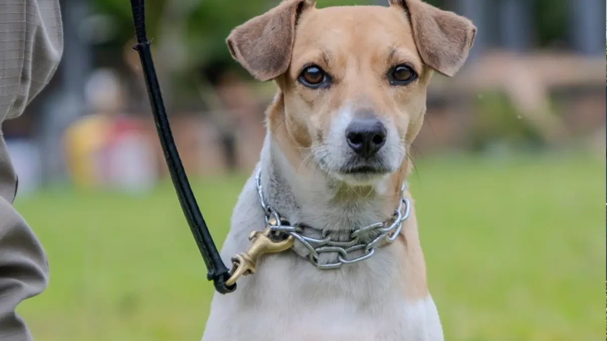 Conheça os cães adestrados pela PM disponíveis para adoção neste sábado (13), em Goiânia (Foto Divulgação)