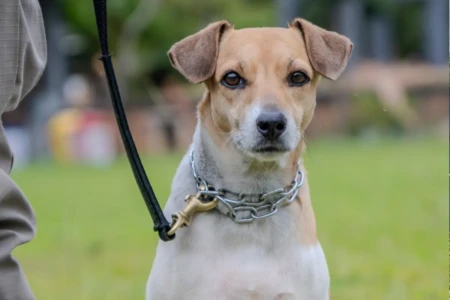 Conheça os cães adestrados pela PM disponíveis para adoção neste sábado (13), em Goiânia (Foto Divulgação)