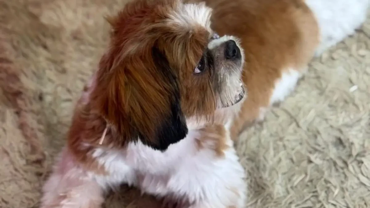 cachorro x desaparecida