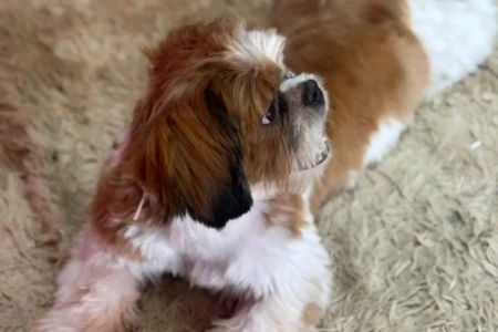 cachorro x desaparecida