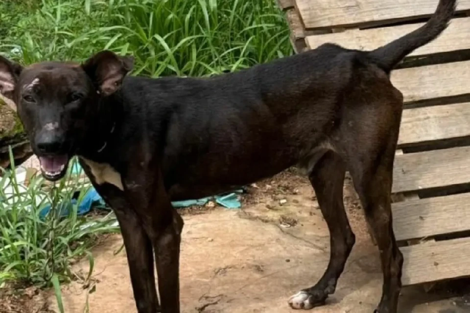 cachorro x pretinho x maus tratos